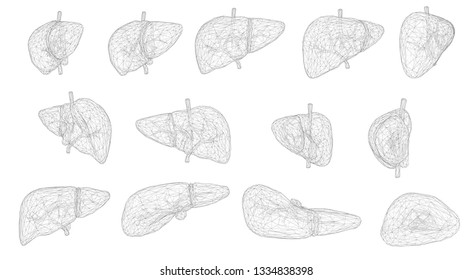 human liver. 3d vector. health and medicine.
organ seal