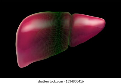 human liver. 3d vector. health and medicine.organ seal
