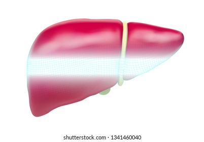 human liver. 3d vector. health and medicine.organ seal