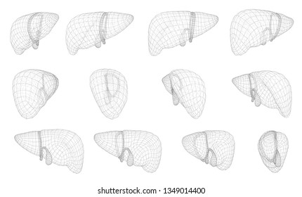 human liver. 3d vector. health and medicine.
organ seal