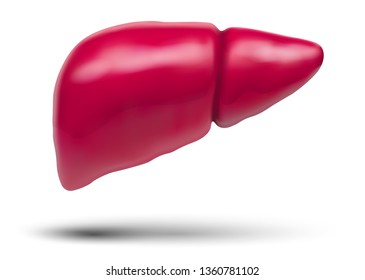 human liver. 3d vector. health and medicine.
organ seal