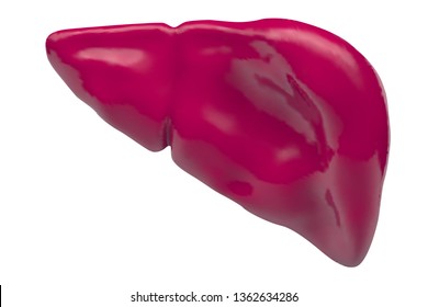 human liver. 3d vector. health and medicine.
organ seal