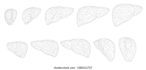 human liver. 3d vector. health and medicine.organ seal