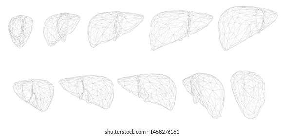 human liver. 3d vector. health and medicine.
organ seal