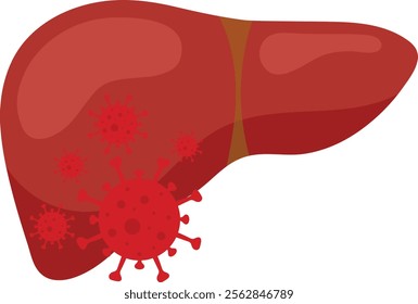Human Liver Affected by Viral Infection Vector