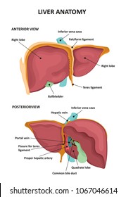 Liver Anatomy Images, Stock Photos & Vectors | Shutterstock