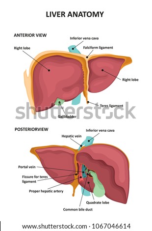 Human Liver Anatomy 스톡 벡터(사용료 없음) 1067046614 - Shutterstock