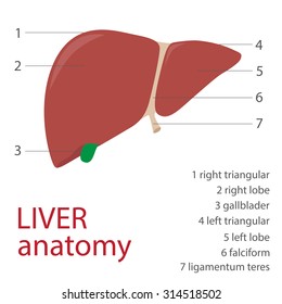 human liver anatomy with description. vector format illustration