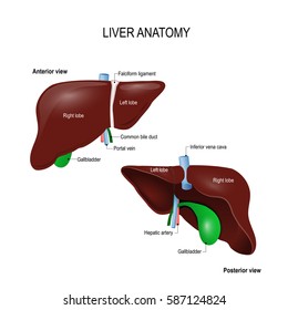 Human liver anatomy. front, back and two lobes. location of the gallbladder and blood vessels. illustration for science, medical and educational textbook. vector illustration. easy to edit