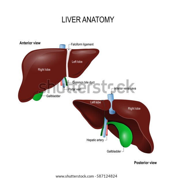 Human Liver Anatomy Front Back Two Stock Vector (Royalty Free) 587124824