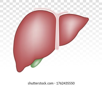 Anatomía de hígado humano con galvanografía de colores planos icono para aplicaciones y sitios web