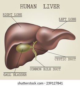 Human Liver Anatomy Illustration Drawn In Vintage Encyclopedia Style