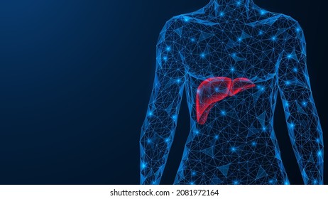 Human liver. Anatomy of an internal organ. A low-poly model of the torso of interconnected elements. Blue background.