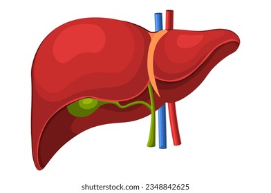 Human liver anatomy. Human internal organ: gallbladder, aorta, portal vein and hepatic duct. Medicine and Healthcare concept. Flat vector illustration isolated on white background.