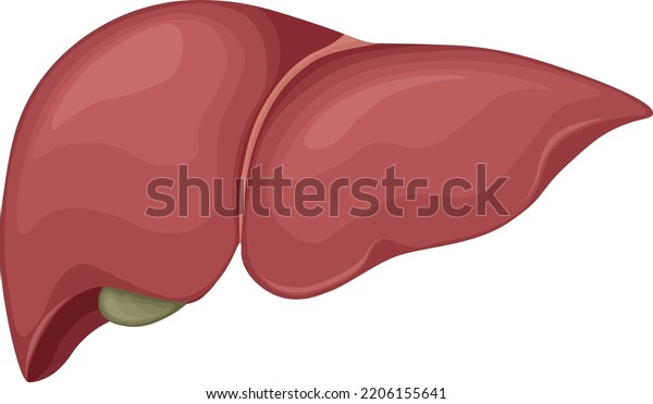 Human Liver Human Anatomy Internal Organ Stock Vector (Royalty Free ...