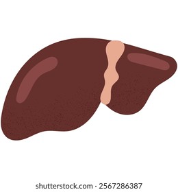 Human liver. Anatomy of internal organ.Ideal for medical or educational purposes.