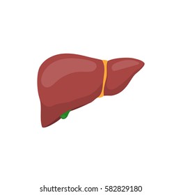 Human liver anatomy. Human internal organs symbol. Vector illustration in flat style isolated on white background