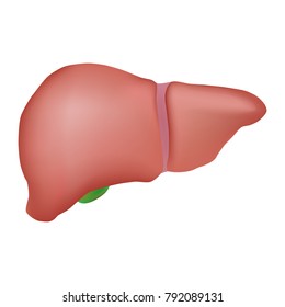 Human liver anatomy. Human internal organs symbol.