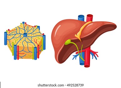 Human Liver Anatomy. Medical Science Vector Illustration. Internal Organ: Gallbladder, Aorta And Portal Vein, Hepatic Duct, Hepatocytes And Canaliculi, Artery, Bile Duct. 