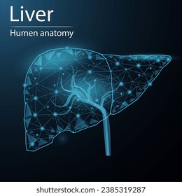 Human liver anatomy organ translucent low poly triangle futuristic glowing. On dark blue background. Liver system disease medical innovation concept.