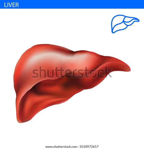 Human Liver Anatomy Realistic Illustration Front Stock Vector (Royalty ...