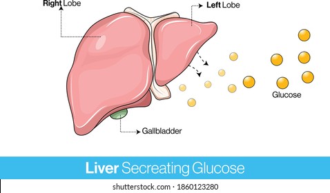 Human liver anatomy showing gallbladder secreting glucose, vector design concept