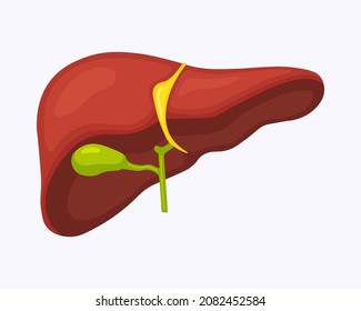 Human liver anatomy structure. Hepatic organ, digestive system, gallbladder. Healthcare, medical science. Vector illustration