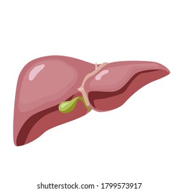 Human liver. Anatomy, structure of internal organs. Digestive system Vector