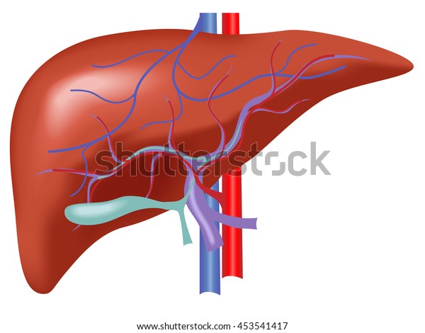 Human Liver Anatomy Vector Artery Vein Stock Vector (Royalty Free ...