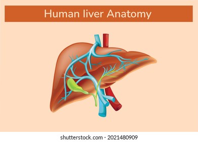 Human Liver anatomy vector diagram