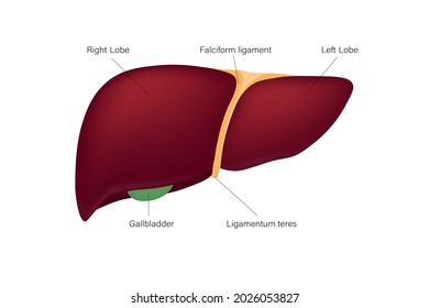 Human Liver Anatomy Vector Digestive Organ Stock Vector (Royalty Free ...