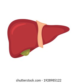 Realistic Vector Human Liver Isolated On Stock Vector (Royalty Free ...