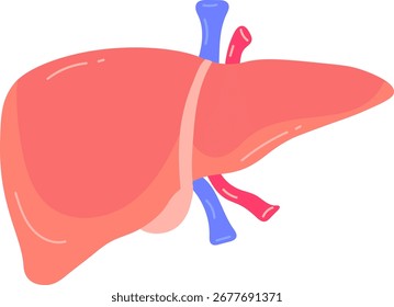 Ilustración vectorial de anatomía del hígado humano