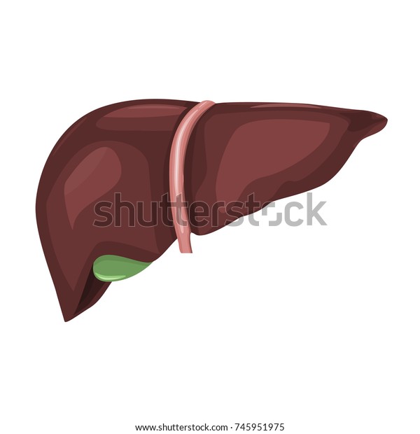 Human Liver Anatomy Very High Detailed Stock Vector Royalty Free