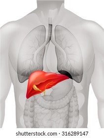 Human liver in body illustration