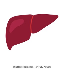 Human liver, cartoon style. Vector illustration isolated on white background, hand drawn, flat design