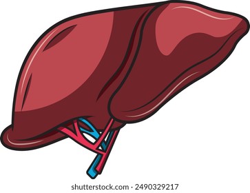 Human liver color vector illustration.