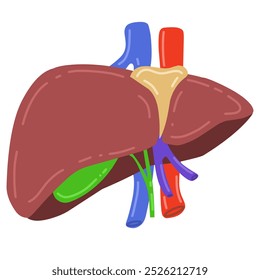 human liver complete with gallbladder, hepatic artery, portal vein and bile ducts. Suitable for educational purposes or medical material