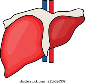 Menschliches Leberkonzept, Hepatoma-Vektorfarben-Design, Organsystem-Symbol, Zeichen der menschlichen Anatomie, menschliche Körperteile Stockillustration