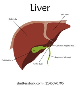 Human Liver Description Anatomy Vector Flat Stock Vector (Royalty Free ...