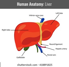 Prostatitis Can Cause Cancer Tumors Without Stock Vector (Royalty Free ...