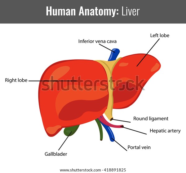 Human Liver Detailed Anatomy Vector Medical Stock Vector (Royalty Free ...