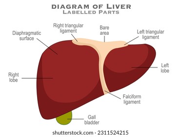 Anatomie des menschlichen Leberdiagramms. Rechts kahler Bereich, dreieckiges Ligament, Membranoberfläche, linker Lappen, falciformes Band, Gallen-Blase. Beschriftete Teile. Medizinwissenschaft. Illustrationsvektor