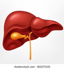 Human liver in digestive system illustration