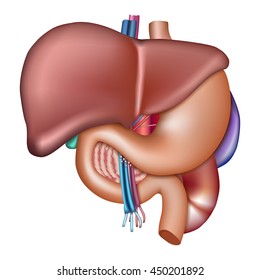 Human liver, digestive system, medical science Internal organ anatomy, gallbladder, aorta, portal vein, hepatic duct