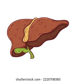 Dibujo de dibujos a mano de hígado humano y vesícula biliar ilustraciones vectoriales simples. Medicina y anatomía.