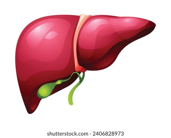 Leber und Gallenblase. Anatomie des inneren Organs. Vektorgrafik einzeln auf weißem Hintergrund