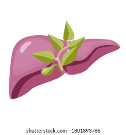 Human liver. Healthy liver concept. Digestive system Vector