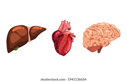 Human Liver, Heart, Brain, Internal Organs Set Cartoon Vector Illustration