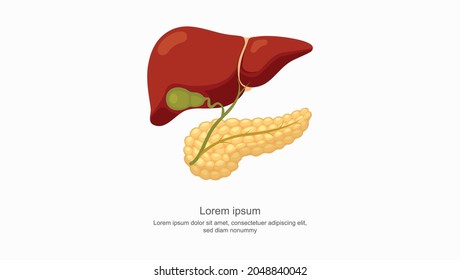 Human liver, Hepatic organ system, Digestive system, Medical e-learning vector, Medical education vector